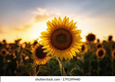 Sunflowers in the field, summertime agricultural background. close-up, selective focus