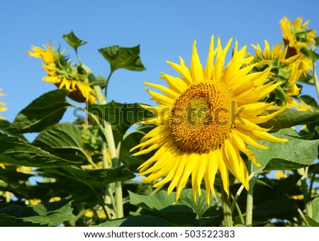 Sunflowers Field Sunflower Photo Sunflower Wallpaper Stock Photo