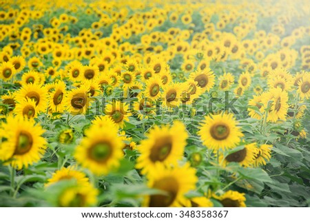 Sunflowers field in sunlight in Nghe An, Vietnam Imagine de stoc © 
