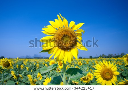 sunflowers at the field in sunny.