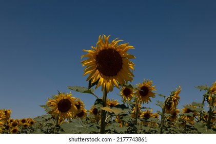 Sunflowers Fields Against Blue Sky. Castilla Y Leon, Spain