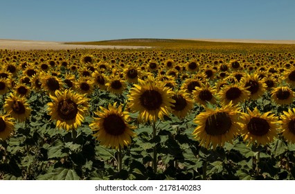 Sunflowers Fields Against Blue Sky. Castilla Y Leon, Spain