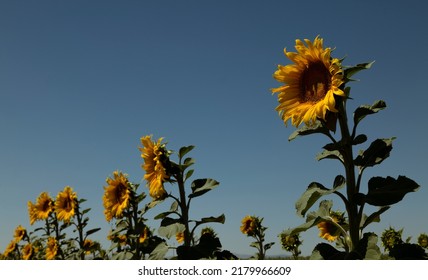 Sunflowers Fields Against Blue Sky. Castilla Y Leon, Spain