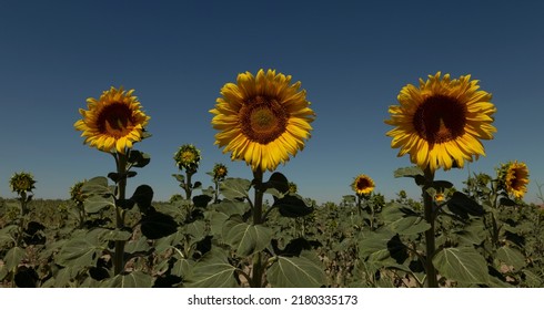 Sunflowers Fields Against Blue Sky. Castilla Y Leon, Spain