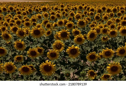 Sunflowers Fields Against Blue Sky. Castilla Y Leon, Spain