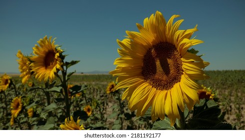 Sunflowers Fields Against Blue Sky. Castilla Y Leon, Spain