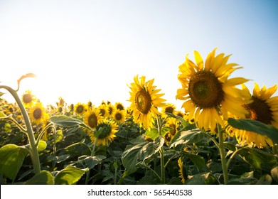 Sunflowers in the fields during sunset in Thailand