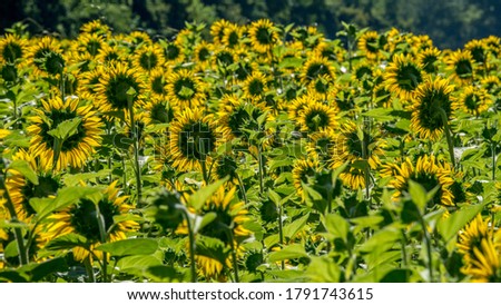 Sunflowers in the fields of McKee Besher in Maryland