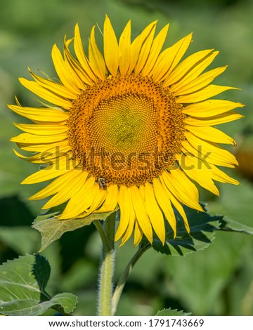 Sunflowers in the fields of McKee Besher in Maryland