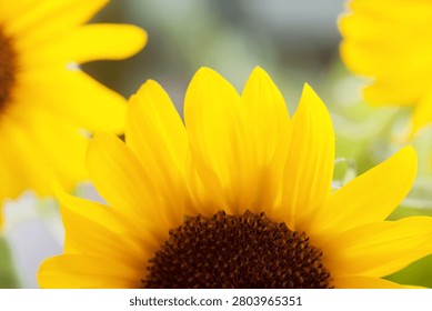 The sunflowers are in full bloom.