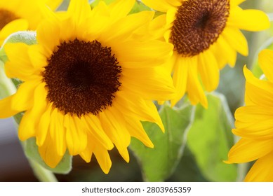 The sunflowers are in full bloom.