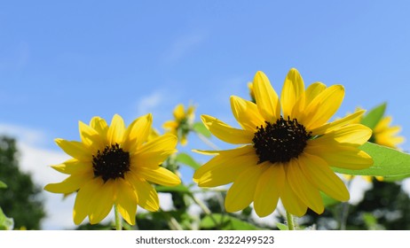 Sunflowers in full bloom and blue sky, midsummer sunflowers with energetic power, Japan, - Powered by Shutterstock