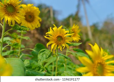 Sunflowers garden, field of sunflowers