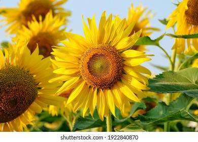 sunflowers in the garden, flowers image