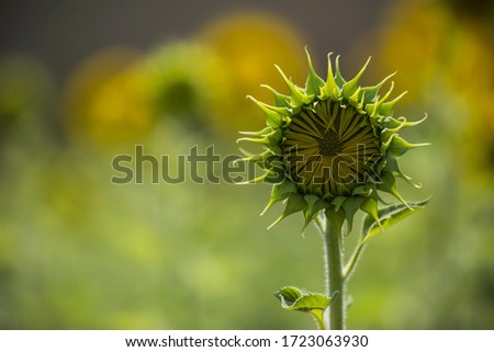 Similar – Image, Stock Photo Part of a sunflower blossom against the light