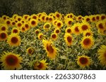 The sunflowers gield in Tuscany. Italy