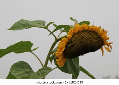 sunflowers grow in Chilliwack BC in a smokey sky