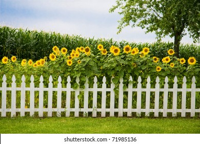 Sunflowers growing behind a decorative white picket fence