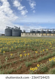 Sunflowers growing in a field with a grain store and processor in the background - Shutterstock ID 2364724425