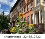 Sunflowers growing in July in front of a row of historic townhouses on W 122nd Street between Lenox Avenue and Adam Clayton Powell Jr. Boulevard in Harlem, New York City