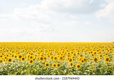 Sunflowers are Growing on the Big field. Wonderful view field of sunflowers by summertime. Long rows of nice yellow sunflower in the field under the blue sky. Black sunflower seeds.