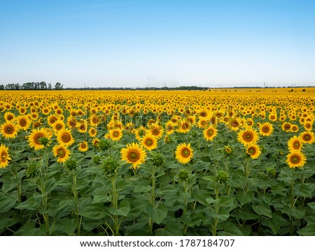 Sunflowers are Growing on the Big field. Wonderful panoramic view field of sunflowers by summertime. Long rows of nice yellow sunflower in the field under the blue sky. Black sunflower seeds.