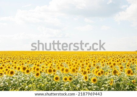 Sunflowers are Growing on the Big field. Wonderful view field of sunflowers by summertime. Long rows of nice yellow sunflower in the field under the blue sky. Black sunflower seeds.