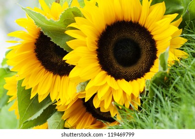  Sunflowers (Helianthus Annuus)