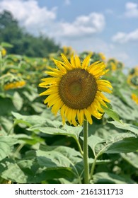 Sunflowers Historic Sam Davis Home Plantation- Smyrna, Tennessee