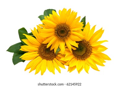 Sunflowers, isolated on a white background.