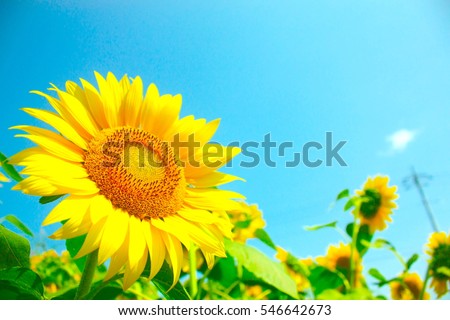 Sunflowers, JAPAN. Field of blooming sunflowers on a background blue sky.