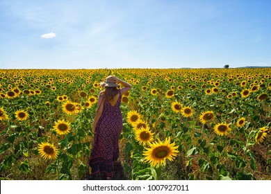 Sunflowers And Model, South East Queensland.