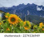 Sunflowers with mount Kinabalu in the background