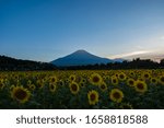 sunflowers in mt fuji japan