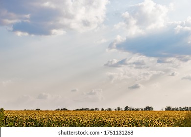 Sunflowers on a background of diffuse sky and blurred sunflowers