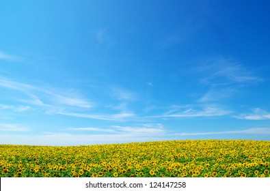  Sunflowers On Blue Sky