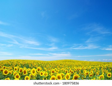 Sunflowers On Blue Sky