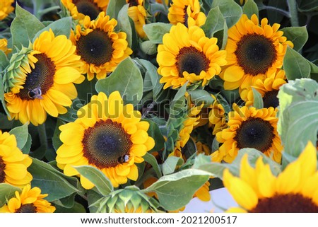 Sunflowers on a market and a little bumblebee. High quality photo. Selective focus