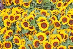Sunflowers On Sale At Street Market