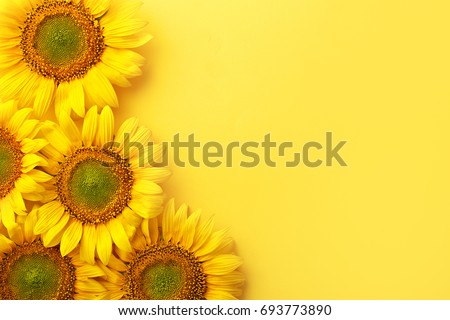Sunflowers on a yellow background. Copy space. Top view