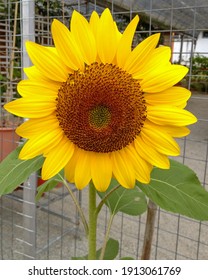 Sunflowers originate in the Americas. They were first domesticated in what is now Mexico and the Southern United States. Domestic sunflower seeds have been found in Mexico, dating to 2100 BCE.