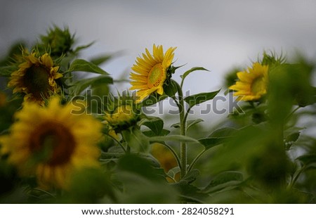 Sunflowers is popping up in the fields