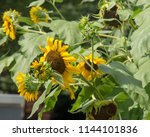 Sunflowers, Q Street and New Hampshire Avenue NW, Washington, DC.