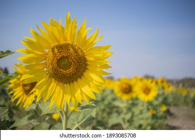 葵花 High Res Stock Images Shutterstock