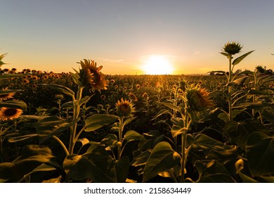 Sunflowers shining golden at dusk