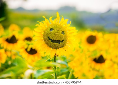 sunflowers smiling on a field of sunflowers in the summer, on a sunny day