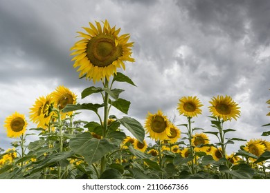 Sunflowers standing tall in front of an overcast, dramatic sky before a rain storm