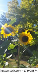 Sunflowers In The Summer, VanDusen Botanical Garden