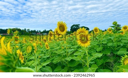 Sunflowers, sunflower field and bright sky