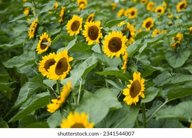 The sunflowers in the sunflower field are in full bloom.
Scientific name is Helianthus annuus L.　 - Powered by Shutterstock